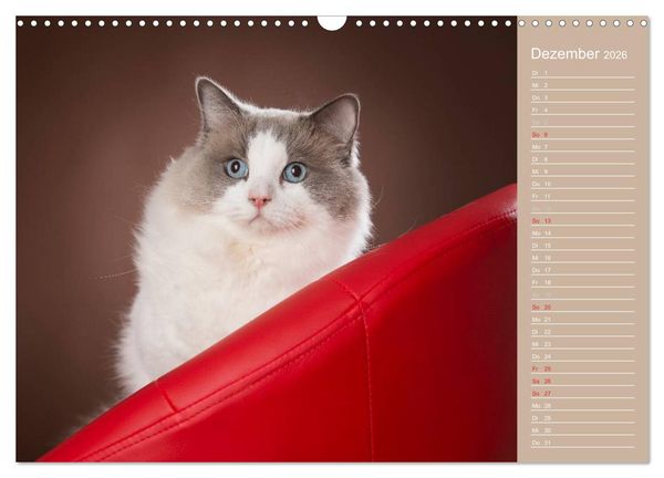 Produktbild: Zauberhafte Ragdolls / Geburtstagskalender (Wandkalender 2026 DIN A3 quer), CALVENDO Monatskalender