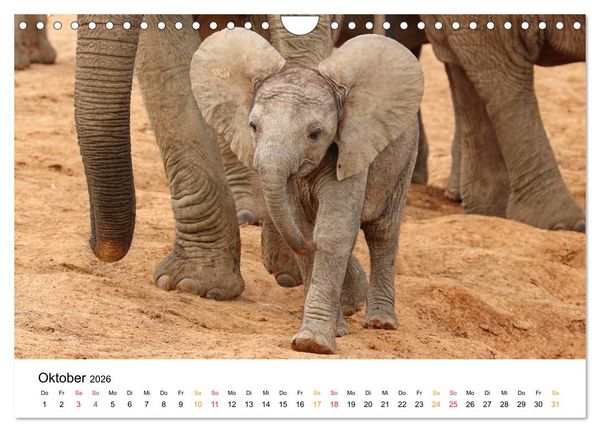 Produktbild: ADDO ELEPHANT NATIONAL PARK Elefanten Babies (Wandkalender 2026 DIN A4 quer), CALVENDO Monatskalender