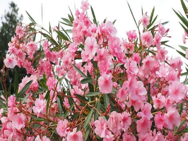 Oleander - 2.000 Teile (Puzzle)