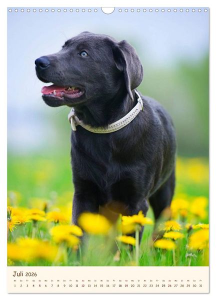 Produktbild: Labrador Retriever (Wandkalender 2026 DIN A3 hoch), CALVENDO Monatskalender