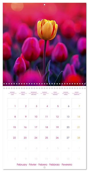 Produktbild: Tulips - Harbingers of Spring (Wall Calendar 2027 12 &times; 12 Inch) CALVENDO 12 Month Wall Calendar