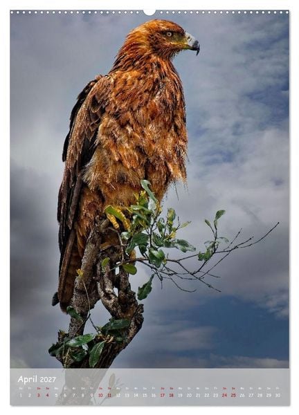 Produktbild: Adler in Afrika (Wandkalender 2027 DIN A2 hoch), CALVENDO Monatskalender