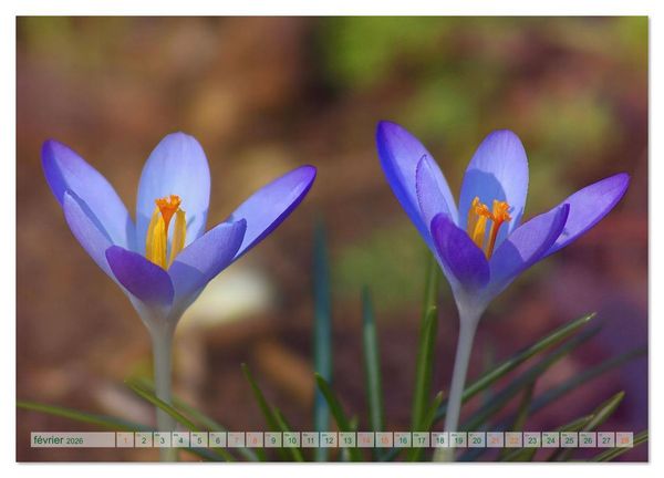 Produktbild: DES FLEURS ENCHANTERESSES (Calendrier mural 2026 DIN A2 vertical), CALVENDO calendrier mensuel