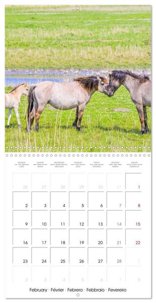 Produktbild: Konik horses (Wall Calendar 2026 12 &times; 12 Inch) CALVENDO 12 Month Wall Calendar
