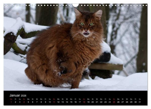 Produktbild: Freig&auml;nger - Hauskatzen unterwegs (Wandkalender 2026 DIN A3 quer), CALVENDO Monatskalender