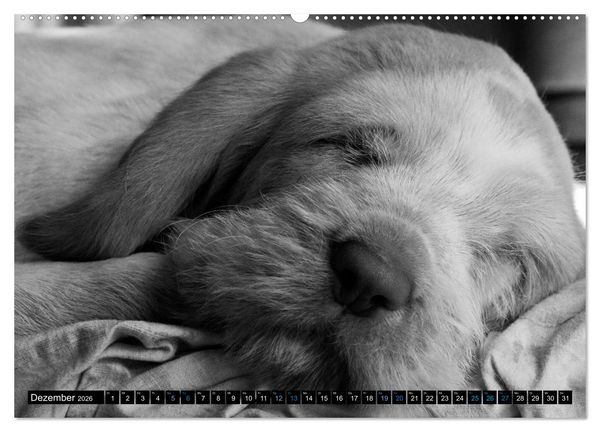 Produktbild: Carissimo Spinone Italiano (hochwertiger Premium Wandkalender 2026 DIN A2 quer), Kunstdruck in Hochglanz