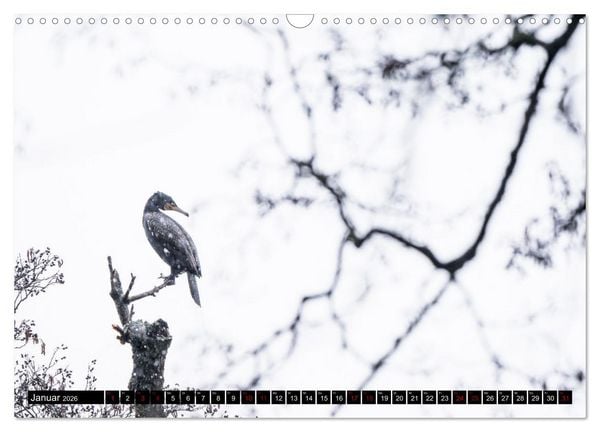 Produktbild: Der Kormoran - Ein intelligenter Fischj&auml;ger (Wandkalender 2026 DIN A3 quer), CALVENDO Monatskalender