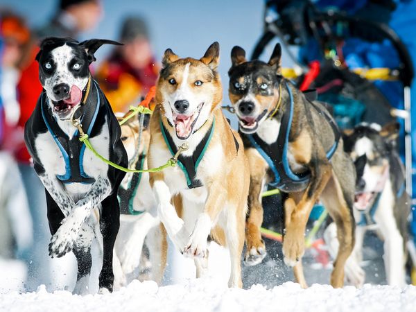 Produktbild: CALVENDO Puzzle Ein Schlittenhunde-Gespann voller Begeisterung beim Rennen | 1000 Teile Lege-Gr&ouml;&szlig;e 64x48cm Foto-Puzzle f&uuml;r gl&uuml;ckliche Stunden
