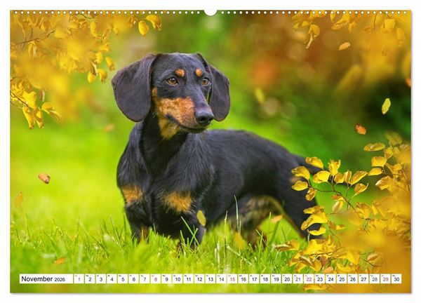 Produktbild: Dackeltr&auml;umereien - Kleine Helden auf 4 Pfoten (hochwertiger Premium Wandkalender 2026 DIN A2 quer), Kunstdruck in Hochglanz