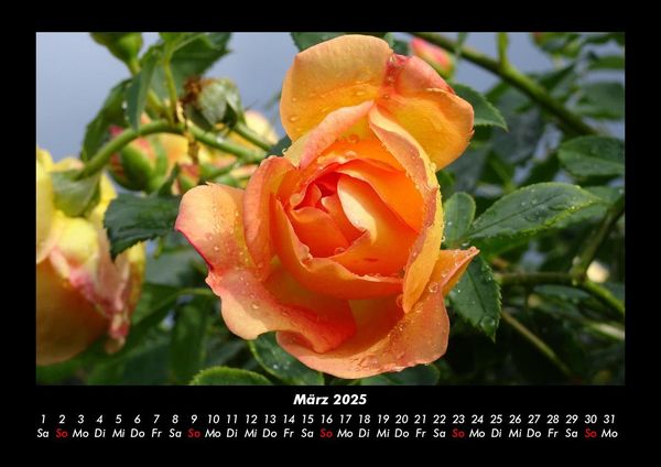 Produktbild: Rosentraum 2025 Fotokalender DIN A3