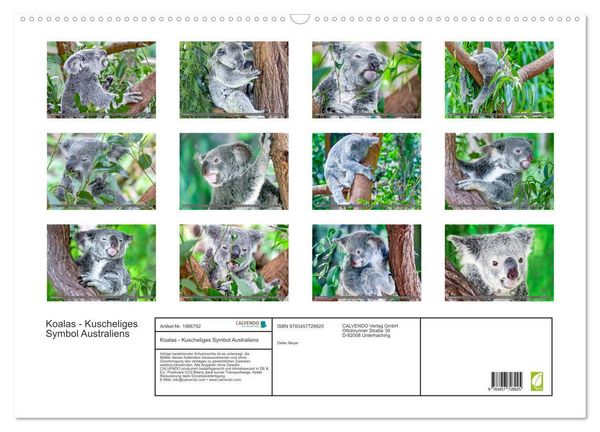 Produktbild: Koalas - Kuscheliges Symbol Australiens (Wandkalender 2026 DIN A2 quer), CALVENDO Monatskalender