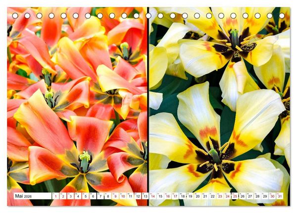 Produktbild: Tulpen - kunterbunte Collagen (Tischkalender 2026 DIN A5 quer), CALVENDO Monatskalender