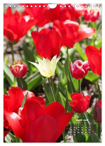 Produktbild: Ein buntes Tulpenjahr (Wandkalender 2026 DIN A4 hoch), CALVENDO Monatskalender