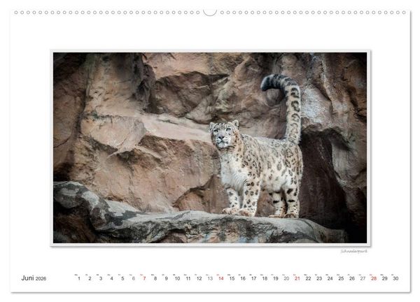Produktbild: Emotionale Momente: Gro&szlig;e Raubkatzen der Welt. (hochwertiger Premium Wandkalender 2026 DIN A2 quer), Kunstdruck in Hochglanz