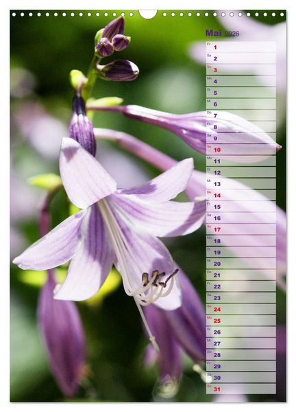 Produktbild: Hostas Herzblattlilien Funkien (Wandkalender 2026 DIN A3 hoch), CALVENDO Monatskalender