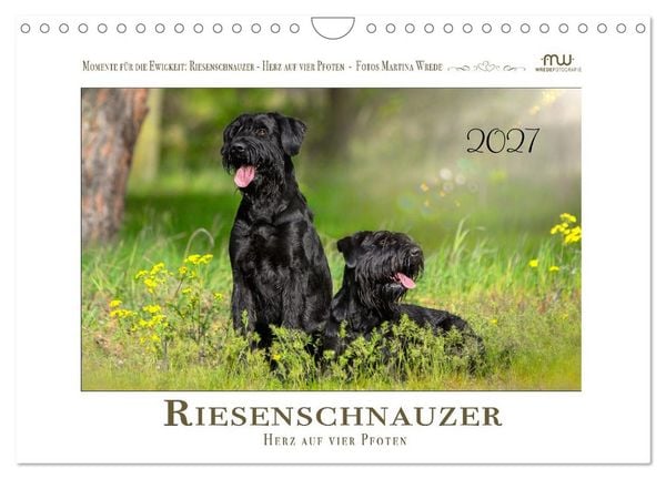 Produktbild: Riesenschnauzer - Herz auf vier Pfoten (Wandkalender 2027 DIN A4 quer), CALVENDO Monatskalender