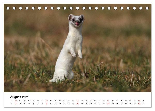 Produktbild: Hermelin - das wieselflinke Raubtier (Tischkalender 2026 DIN A5 quer), CALVENDO Monatskalender