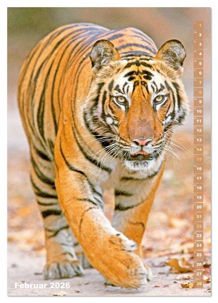 Produktbild: Raubkatzen: Die J&auml;ger auf leisen Pfoten (Wandkalender 2026 DIN A3 hoch), CALVENDO Monatskalender
