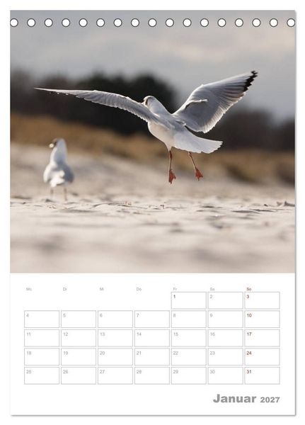 Produktbild: M&ouml;wen - die V&ouml;gel der K&uuml;ste (Tischkalender 2027 DIN A5 hoch), CALVENDO Monatskalender
