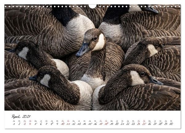 Produktbild: Better Together - Herdenmomente (Wandkalender 2027 DIN A3 quer), CALVENDO Monatskalender