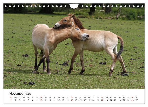 Produktbild: Faszination Przewalski-Pferde (Wandkalender 2026 DIN A4 quer), CALVENDO Monatskalender