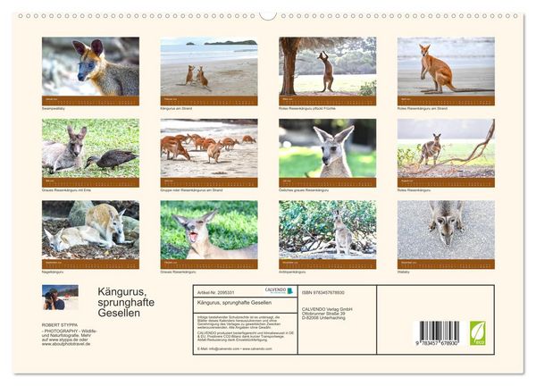 Produktbild: K&auml;ngurus, sprunghafte Gesellen (hochwertiger Premium Wandkalender 2026 DIN A2 quer), Kunstdruck in Hochglanz