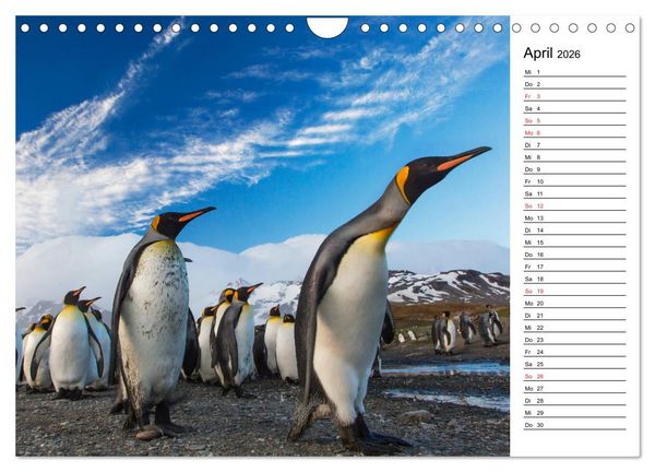 Produktbild: Pinguinliebe (Wandkalender 2026 DIN A4 quer), CALVENDO Monatskalender