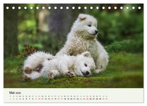 Produktbild: Kleine Samojeden - Eisb&auml;rchen Abenteuer im M&auml;rchenwald (Tischkalender 2026 DIN A5 quer), CALVENDO Monatskalender