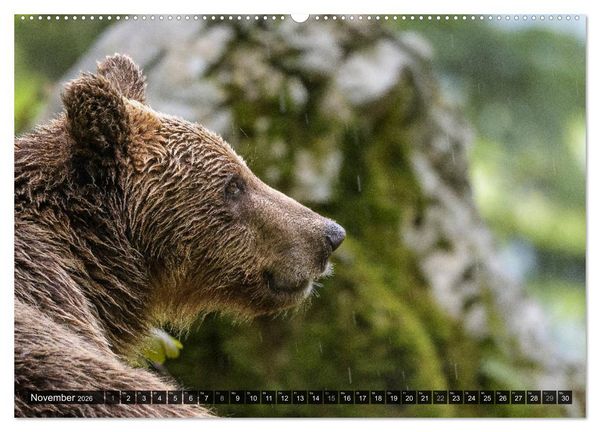 Produktbild: Braunb&auml;ren in Europa (hochwertiger Premium Wandkalender 2026 DIN A2 quer), Kunstdruck in Hochglanz