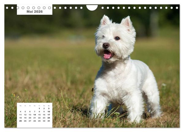 Produktbild: Rassehunde (Wandkalender 2026 DIN A4 quer), CALVENDO Monatskalender