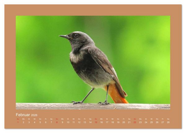 Produktbild: Vogelportr&auml;ts - Heimische V&ouml;gel auf meinem Balkon (Tischkalender 2026 DIN A5 quer), CALVENDO Monatskalender