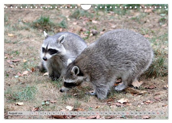 Produktbild: Der Waschb&auml;r - Der Maskentr&auml;ger in unseren W&auml;ldern (Wandkalender 2026 DIN A4 quer), CALVENDO Monatskalender