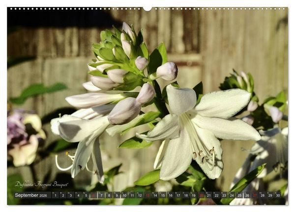 Produktbild: Hosta Staude mit Herz (hochwertiger Premium Wandkalender 2026 DIN A2 quer), Kunstdruck in Hochglanz