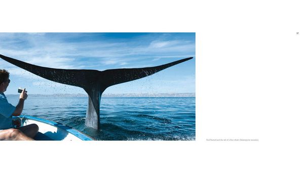 Produktbild: The Sea of Dreams