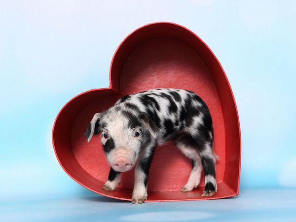 Produktbild: CALVENDO Puzzle Turopolje Ferkel / Turopolje Piglet 1000 Teile Lege-Gr&ouml;&szlig;e 64 x 48 cm Foto-Puzzle Bild von Jeanette Hutfluss