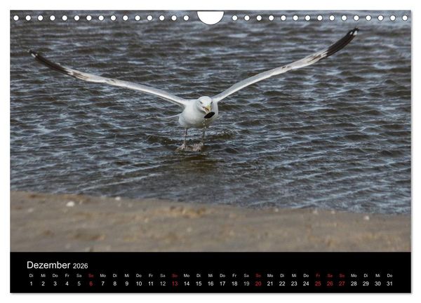 Produktbild: Spontane Fotografie - M&ouml;wen (Wandkalender 2026 DIN A4 quer), CALVENDO Monatskalender