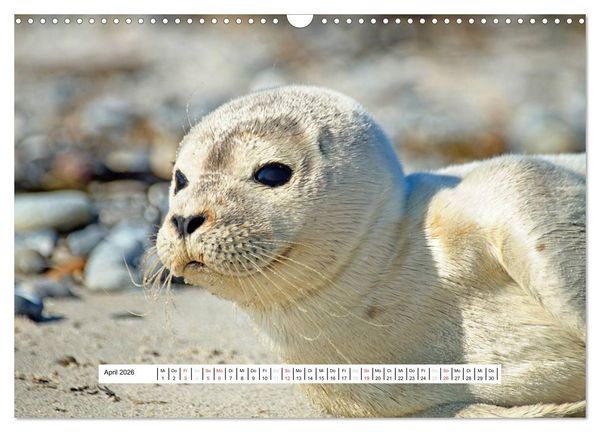 Produktbild: Hochsee-Insel Helgoland (Wandkalender 2026 DIN A3 quer), CALVENDO Monatskalender
