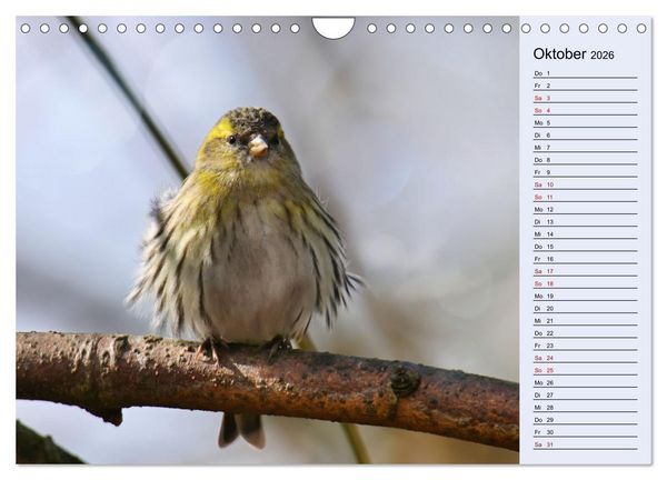 Produktbild: Erlenzeisige (Wandkalender 2026 DIN A4 quer), CALVENDO Monatskalender