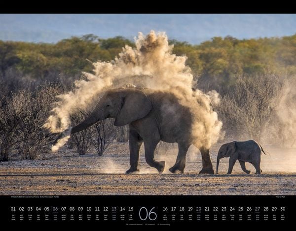 Produktbild: Wildes Afrika Kalender 2027