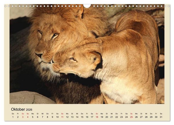Produktbild: L&ouml;wen im Tierpark Hagenbeck (Wandkalender 2026 DIN A3 quer), CALVENDO Monatskalender