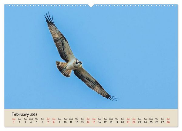 Produktbild: British Birds of Prey (High Quality Premium Wall Calendar 2026 DIN A2 landscape),CALVENDO 12 Month Wall Calendar