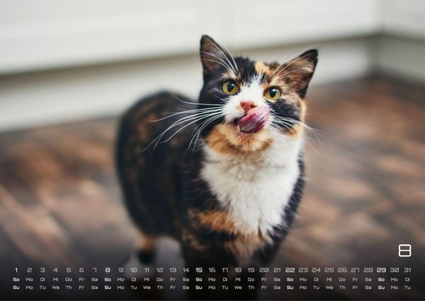 Produktbild: Miau - Unsere Stubentiger - Der Katzenkalender - 2027 - Kalender DIN A3