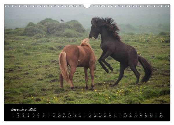 Produktbild: Charakterk&ouml;pfe Islandpferde (Wandkalender 2026 DIN A3 quer), CALVENDO Monatskalender