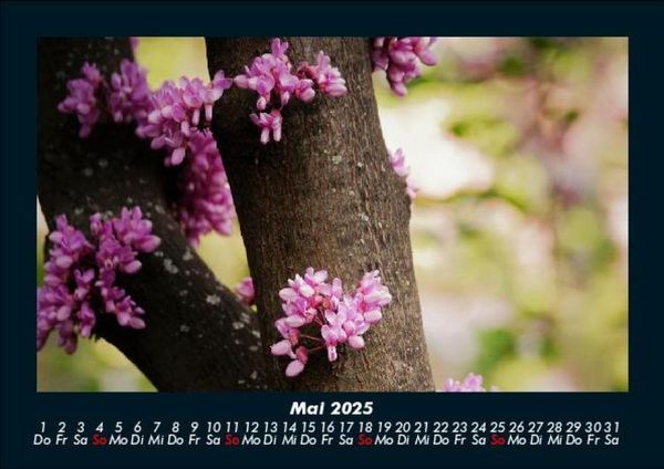 Produktbild: Blumentr&auml;ume 2025 Fotokalender DIN A5