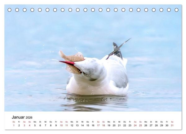 Produktbild: Wasserv&ouml;gel der Ostsee - Impressionen aus der L&uuml;becker Bucht (Tischkalender 2026 DIN A5 quer), CALVENDO Monatskalender