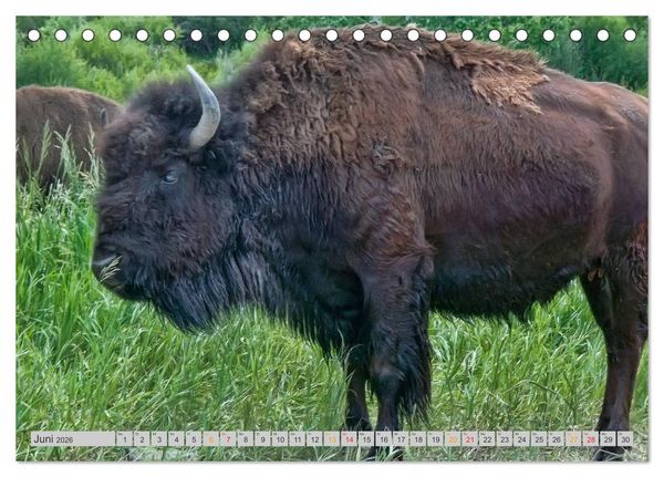 Produktbild: Bison und Wisent - Riesen mit unb&auml;ndiger Kraft (Tischkalender 2026 DIN A5 quer), CALVENDO Monatskalender
