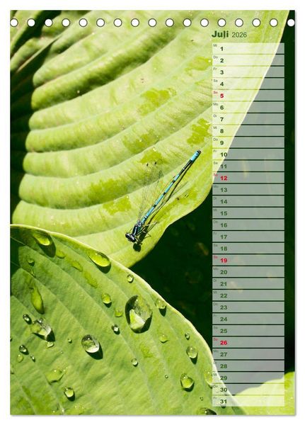 Produktbild: Hostas Herzblattlilien Funkien (Tischkalender 2026 DIN A5 hoch), CALVENDO Monatskalender