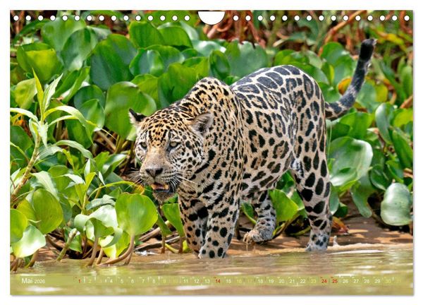 Produktbild: Der Amazonas: von den Anden zum Atlantik (Wandkalender 2026 DIN A4 quer), CALVENDO Monatskalender