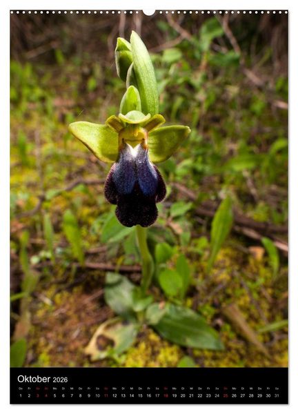 Produktbild: Orchideen in S&uuml;deuropa (Wandkalender 2026 DIN A2 hoch), CALVENDO Monatskalender