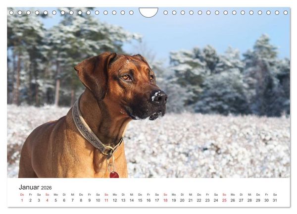 Produktbild: Ridgebacks - Hunde aus Afrika (Wandkalender 2026 DIN A4 quer), CALVENDO Monatskalender